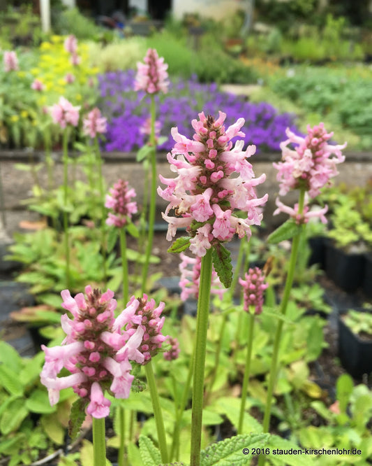 Agastache 'Cotton Candy'