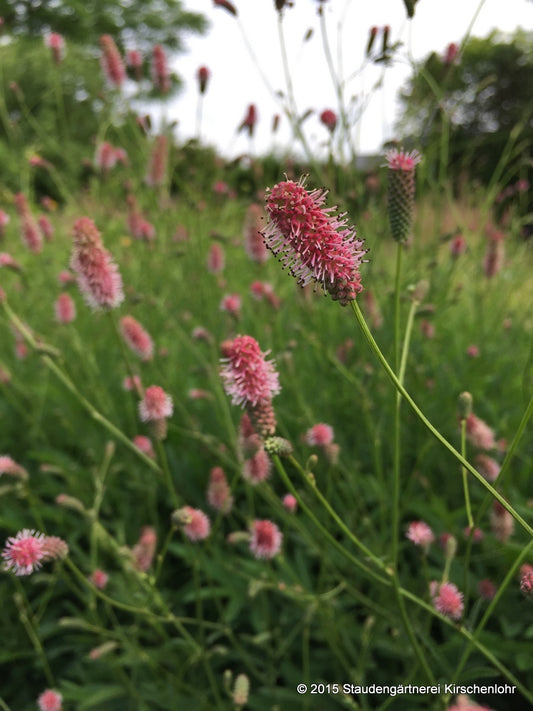 Sanguisorba officinalis 'Rock and Roll'