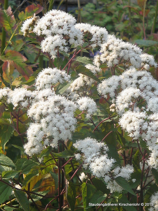 Ageratina altissima 'Chocolate'