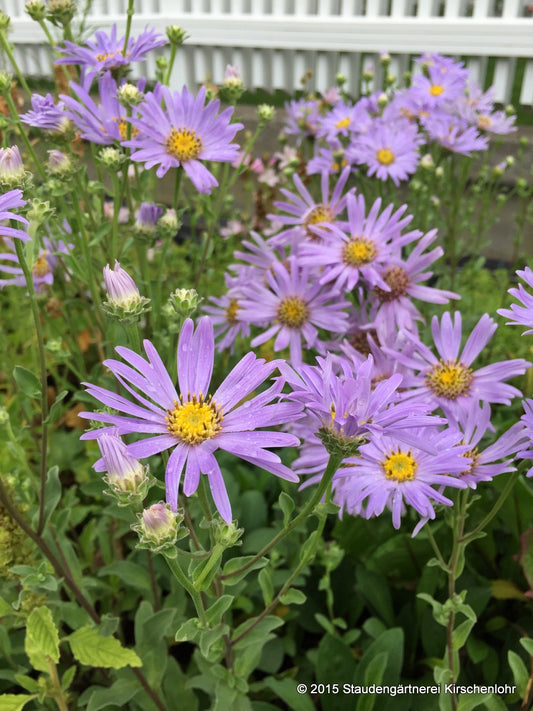 Aster amellus 'Silbersee'