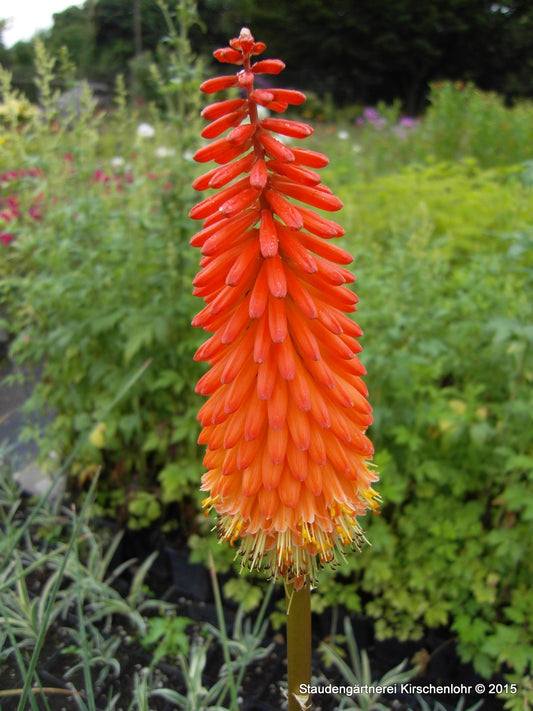 Kniphofia 'Alcazar'