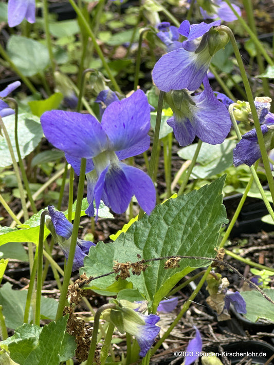 Viola sororia 'Blue Diamond'