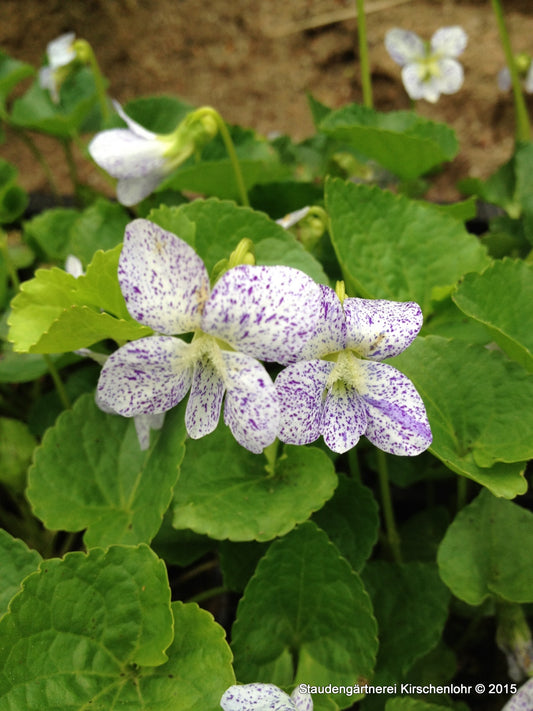 Viola sororia 'Freckles'
