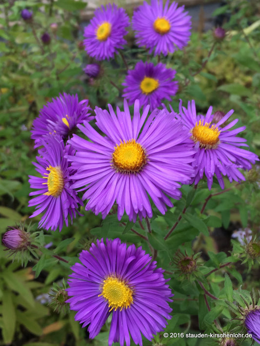 Symphyotrichum novae-angliae 'Barr´s Blue'