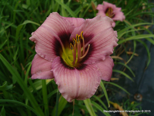Hemerocallis 'Palatina Mauve Delight'