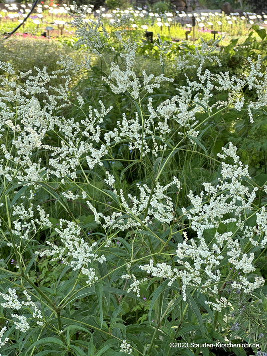 Koenigia alpina var. alpina  (syn. Aconogonon)