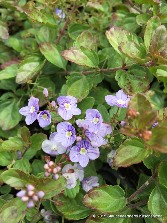 Veronica petraea 'Madame Mercier'