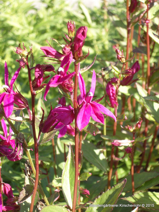 Lobelia x gerardii 'Tania'