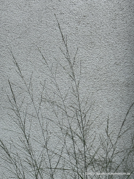 Molinia arundinacea 'Transparent'