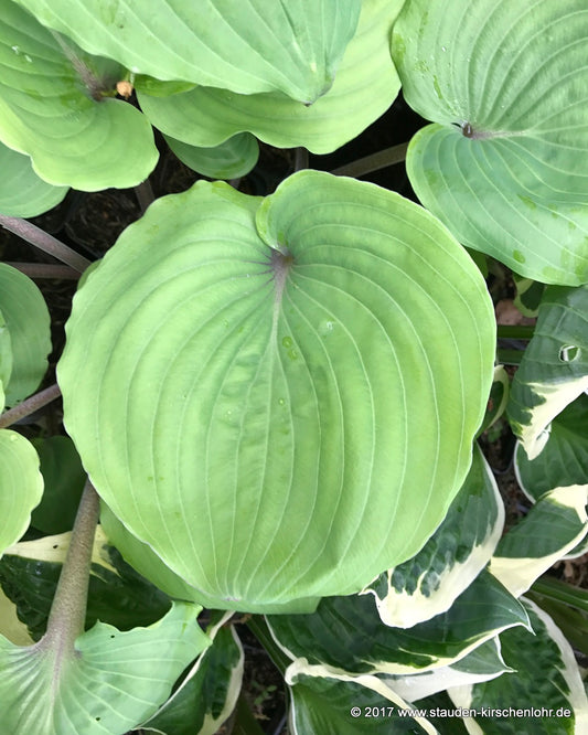 Hosta 'Paradise Red Delight'