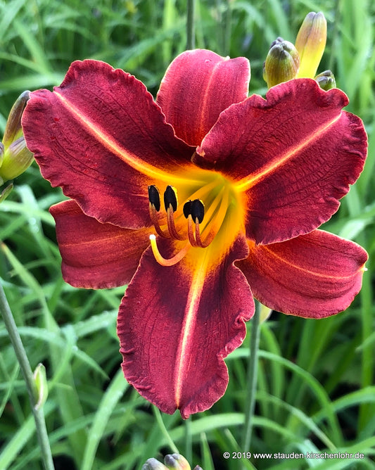 Hemerocallis 'Pfennigparade'