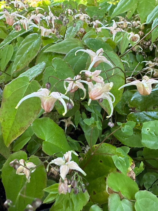 Epimedium 'Prince Shrimp'