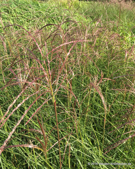 Miscanthus sinensis 'Große Fontaine'