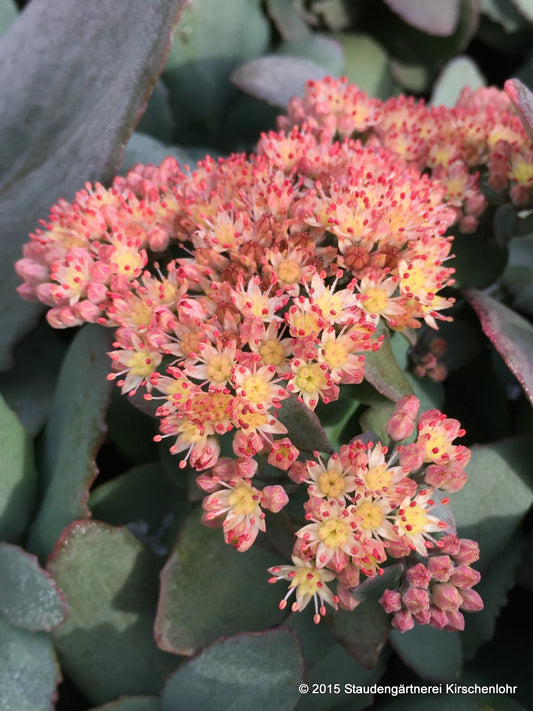 Hylotelephium 'Yellow Xenox' ® (Sedum)