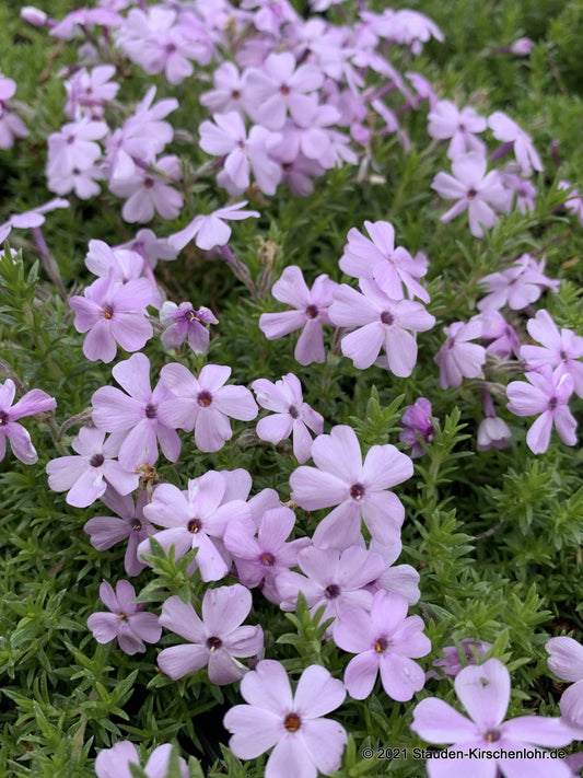 Phlox douglasii 'Lilac Cloud'