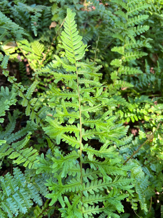 Dryopteris affinis 'Cristata The King'