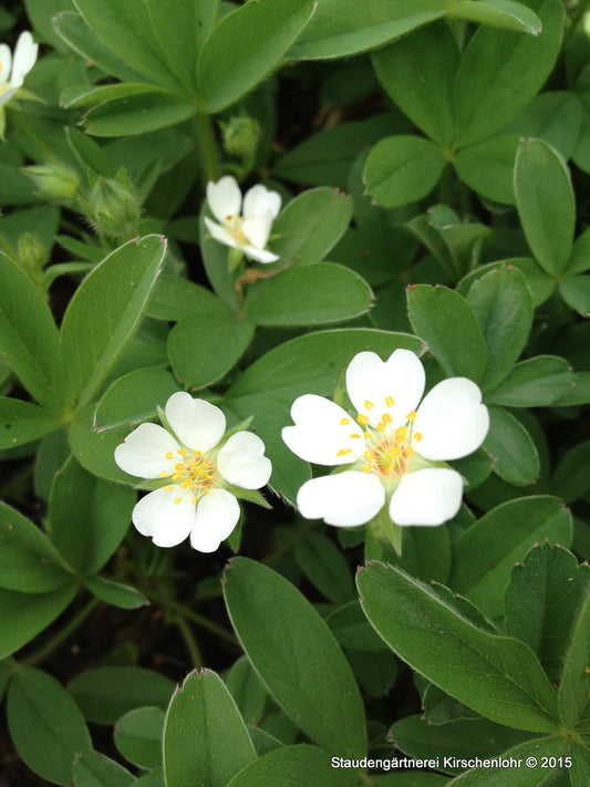 Potentilla alba x sterilis