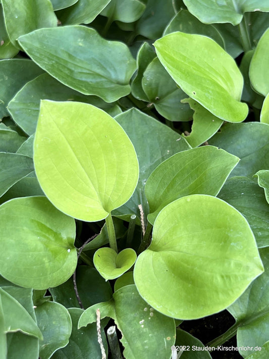 Hosta 'Limey Lisa'