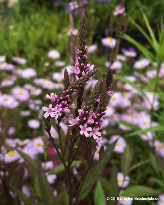 Verbena hastata 'Rosea'