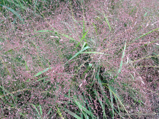 Eragrostis spectabilis 'Great Plains'