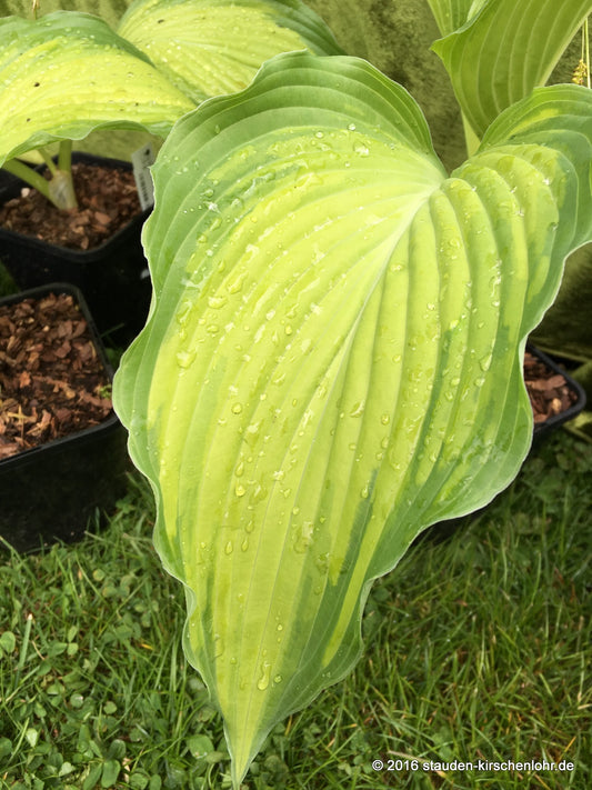 Hosta 'Prairie Sunset' ®