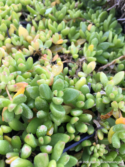 Delosperma nubigenum