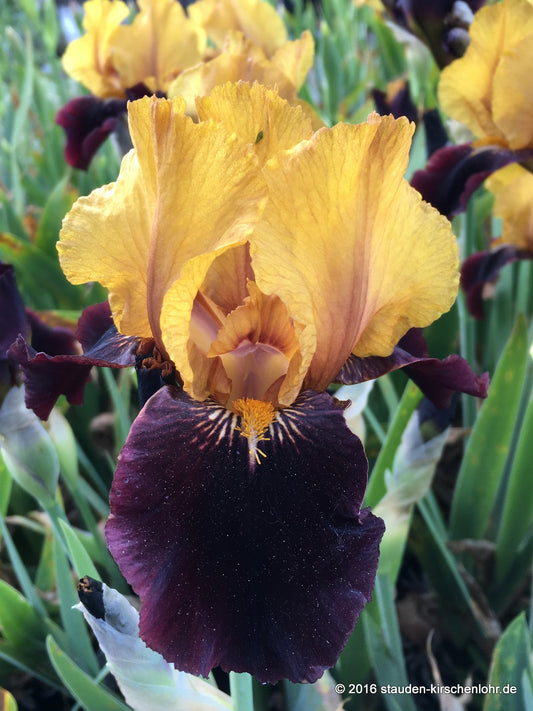 Iris barbata-media 'Orageux'