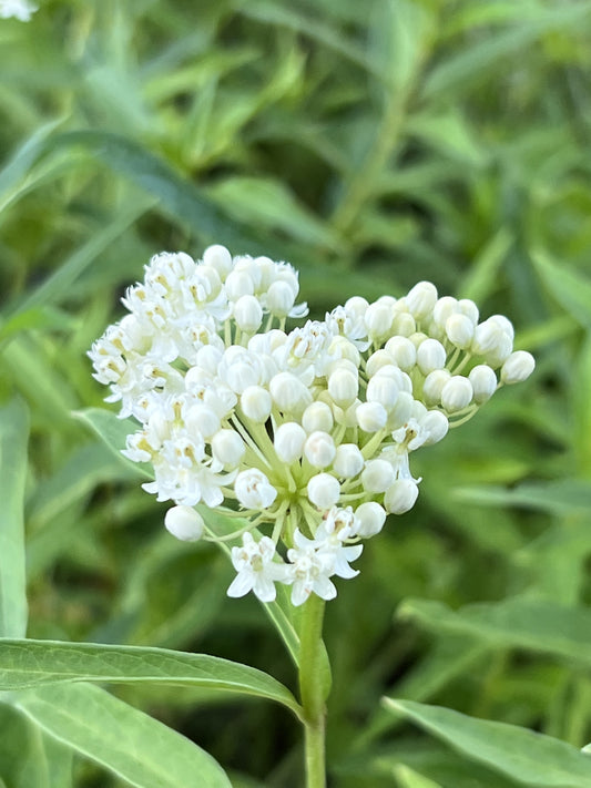Asclepias incarnata 'Ice Ballet'
