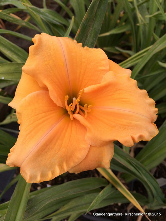 Hemerocallis 'Berlin Circle'