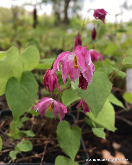 Epimedium x youngianum 'Beni-Kujaku'