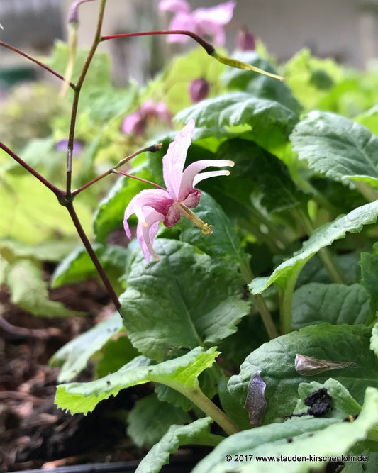 Epimedium 'Enchantress'