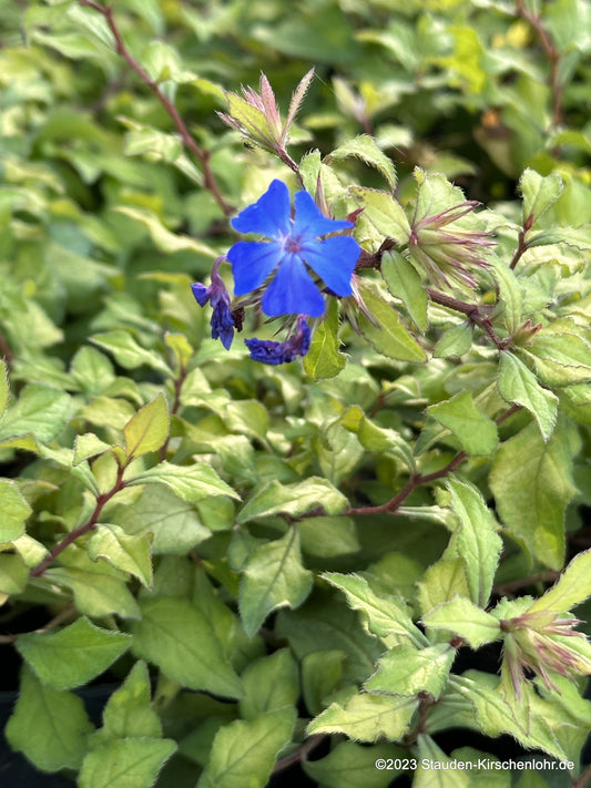 Ceratostigma willmottianum 'Sapphire Ring' ®