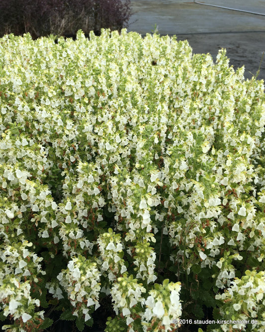 Teucrium chamaedrys 'Album'