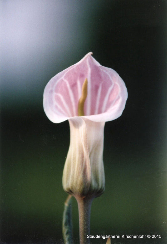 Arisaema candidissimum
