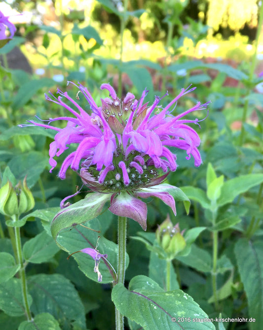Monarda 'Tante Polly'