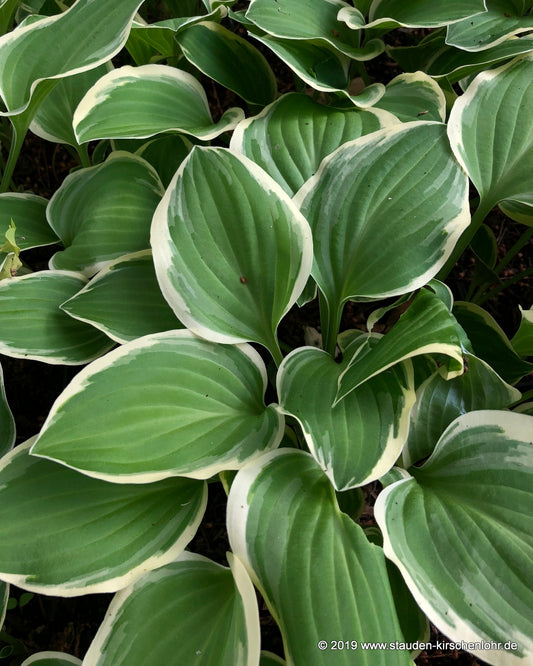 Hosta 'Touchstone'
