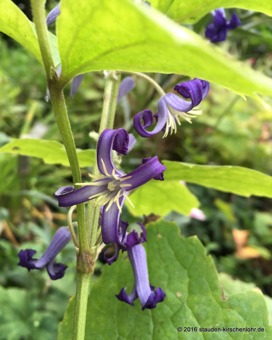 Clematis heracleifolia var. tubulosa 'New Love'