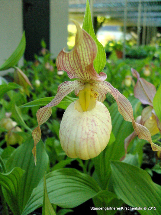 Cypripedium 'Aki hell' NIS