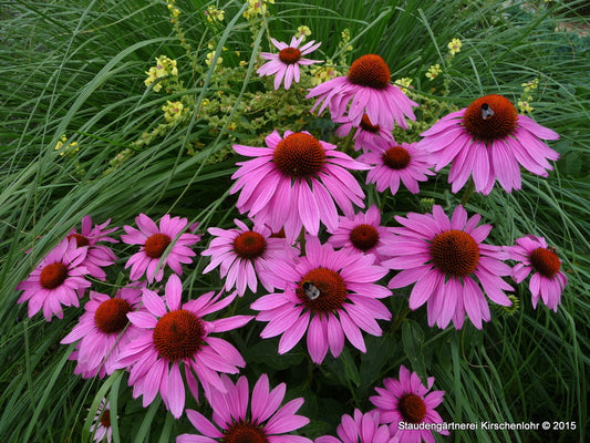 Echinacea purpurea 'Magnus'