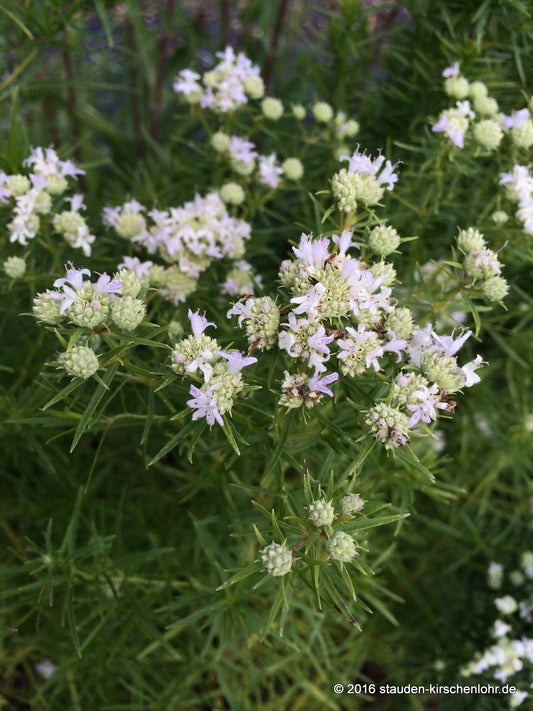 Pycnanthemum tenuifolium