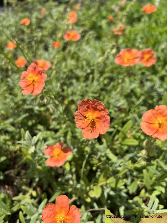 Helianthemum 'Watergate Orange'