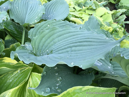Hosta 'Neptune' ®