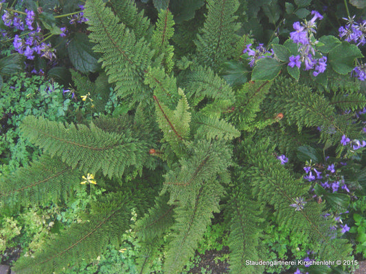 Polystichum setiferum 'Proliferum Plumosum Densum'