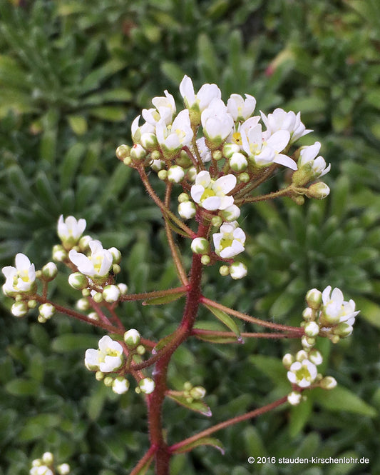 Saxifraga paniculata 'Rex'