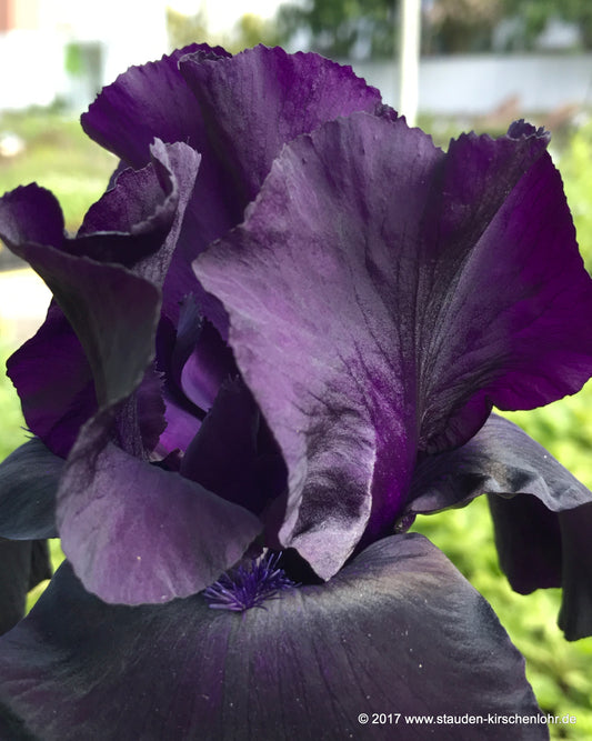 Iris barbata-elatior 'Black Suited'