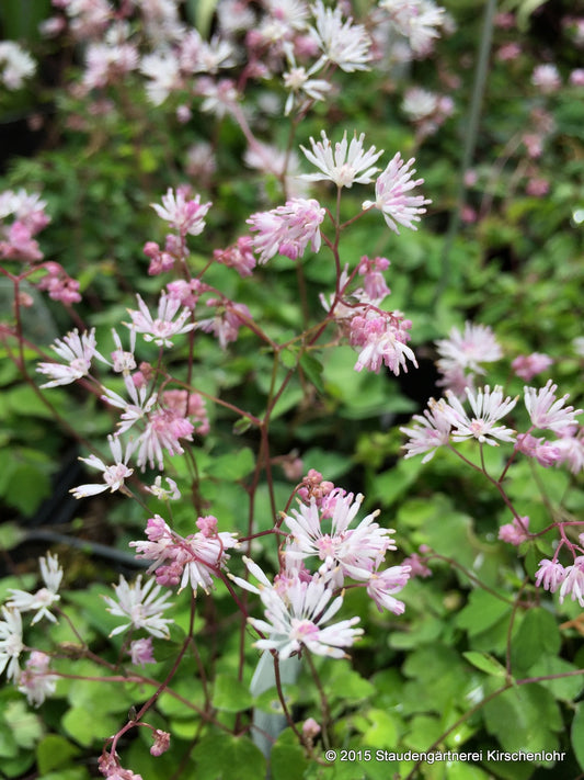 Thalictrum kiusianum
