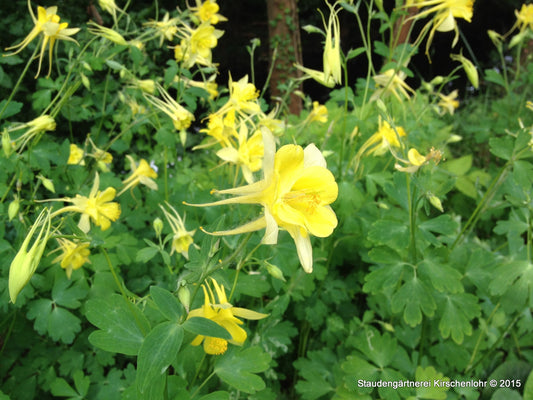 Aquilegia chrysantha 'Yellow Queen'