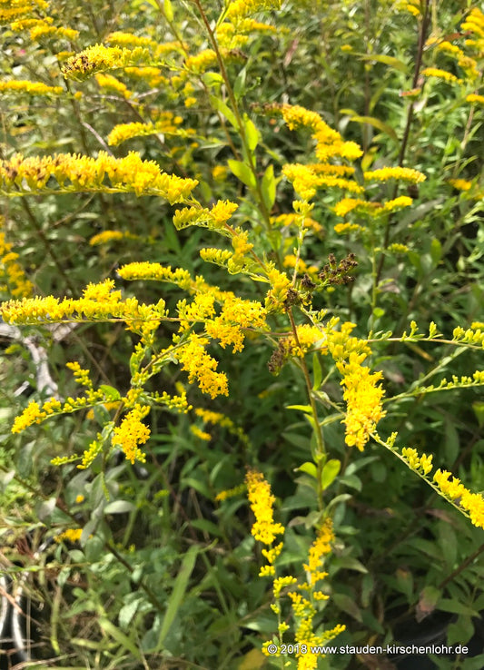 Solidago caesia
