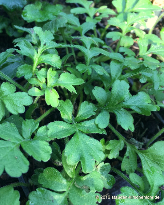 Ellisiophyllum pinnatum BSWJ197