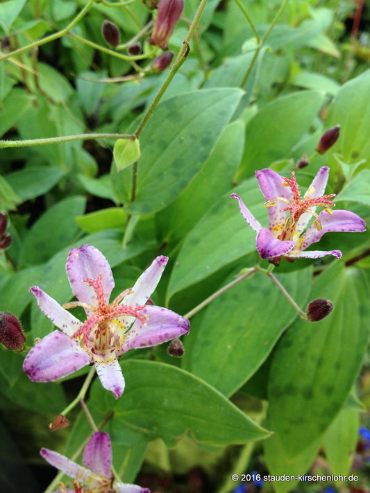 Tricyrtis formosana 'Taiwan Adbane'